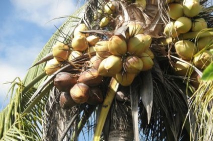 Uleiul de popcorn nu poate strica ... nuca de cocos!