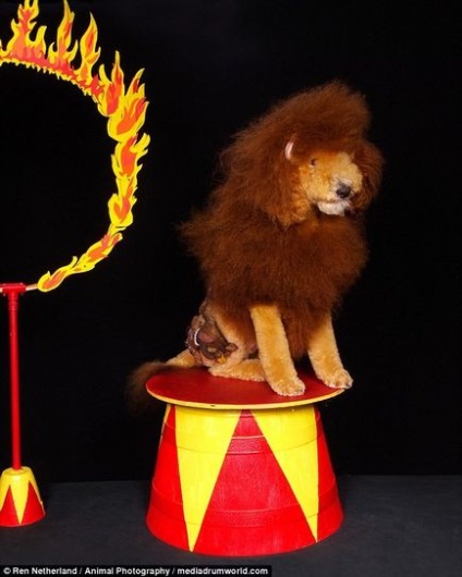 Pe capriciile proprietarilor de transformare fantezistă a câinilor (15 fotografii), iad