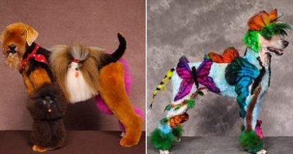 Pe capriciile proprietarilor de transformare fantezistă a câinilor (15 fotografii), iad