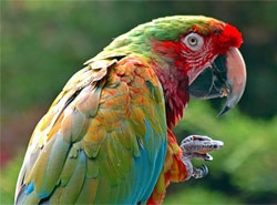 Papagalii ca animale de companie