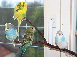 Papagalii ca animale de companie