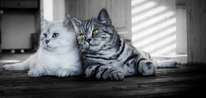 Népszerű fajtájú macskák Sphinx, British, perzsa, Maine Coon