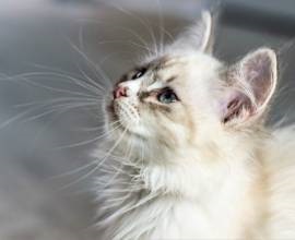 Népszerű fajtájú macskák Sphinx, British, perzsa, Maine Coon