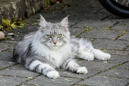 Népszerű fajtájú macskák Sphinx, British, perzsa, Maine Coon