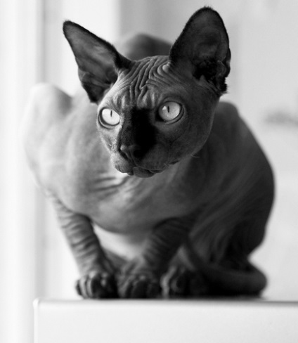 Serii populare de pisici Sphynx, Briton, Persian, Maine Coon