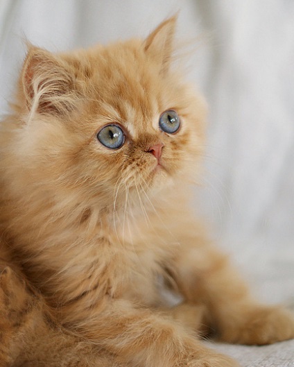 Népszerű fajtájú macskák Sphinx, British, perzsa, Maine Coon