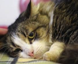 Népszerű fajtájú macskák Sphinx, British, perzsa, Maine Coon