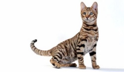 Rasa de pisici sokoke (saucoca) descriere rasa cu fotografie, grija de pisica, pretul ei