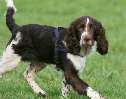 Câine de rasă Springer Spaniel