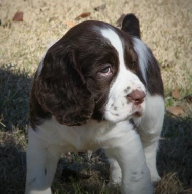 Câine de rasă Springer Spaniel