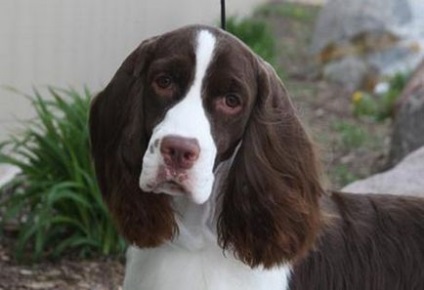 Câine de rasă Springer Spaniel