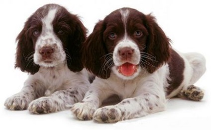 Câine de rasă Springer Spaniel