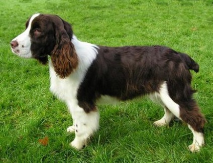 Câine de rasă Springer Spaniel