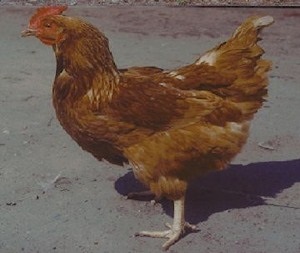 Rase de găini ouătoare cele mai bune, păsări de curte agricole