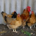 Rase de găini ouătoare cele mai bune, păsări de curte agricole