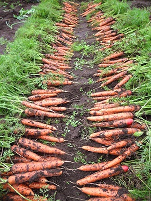 Plantarea morcovilor fără subțiere