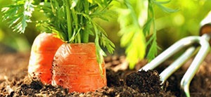 Ültetés sárgarépát hígítás nélkül