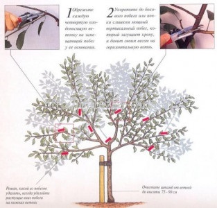 Plantarea răsadurilor de cireșe și cireșe