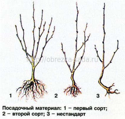 Plantarea răsadurilor de cireșe și cireșe