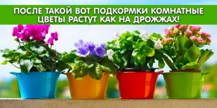 Після такої ось підгодівлі кімнатні квіти ростуть як на дріжджах, корисні поради