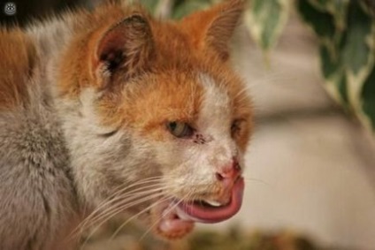 Pisici domestice dezordonate, 20 de fotografii amuzante de glume