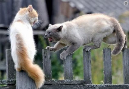 Pisici domestice dezordonate, 20 de fotografii amuzante de glume