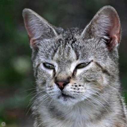 Потерті дворові коти, 20 смішних фото приколів