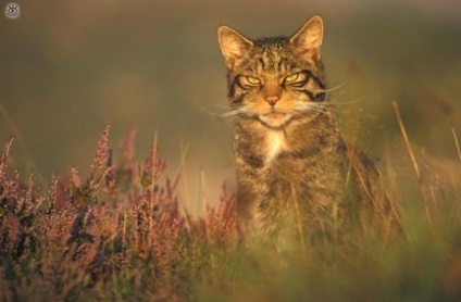 Потерті дворові коти, 20 смішних фото приколів