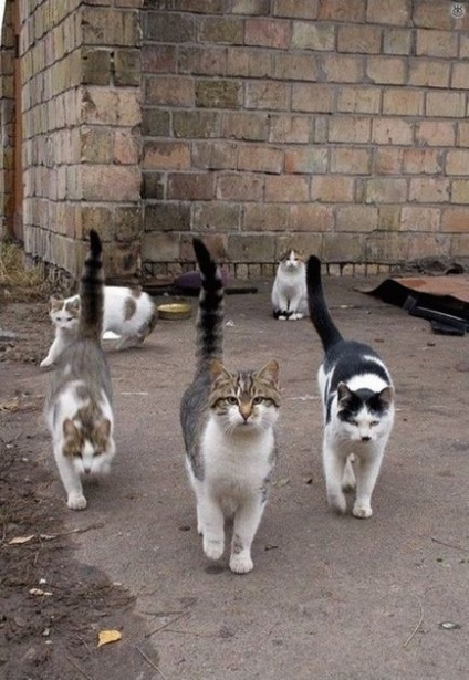 Pisici domestice dezordonate, 20 de fotografii amuzante de glume