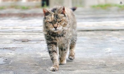 Pisici domestice dezordonate, 20 de fotografii amuzante de glume