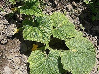 Workshop de cultivator de legume