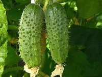 Workshop de cultivator de legume