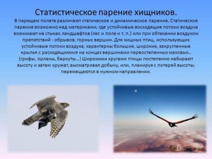 Презентація на тему особливості польоту хижих птахів основні типи пересування статистичне