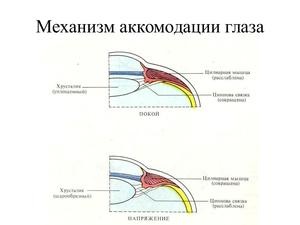 Причини зміни діаметра зіниць; м'яз, що розширює зіницю і м'яз, його звужує