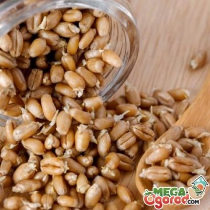Пророщування пшениці для їжі основні вимоги та рекомендації