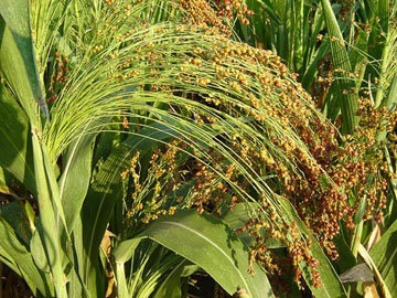 Millet, mâncare bună, dieta