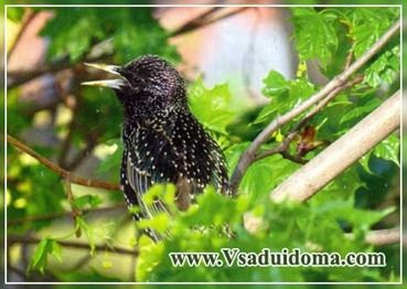 Птахи в саду - не боремося а дружимо, сайт про сад, дачі і кімнатних рослинах