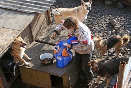 Cinci mituri despre adăposturi pentru animalele fără adăpost care sunt pe cale să disperseze animalele din viață