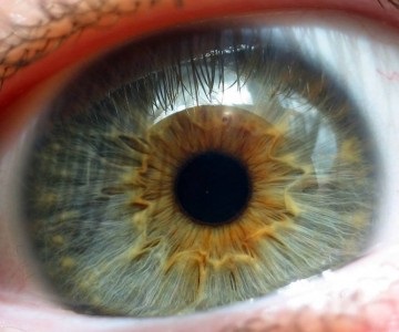Iris funcție ochi
