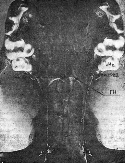 Separarea în funcție de forma craniului din 1990