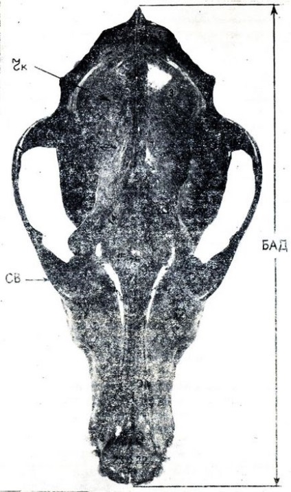 Separarea în funcție de forma craniului din 1990