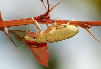 Planta de chameleon este mascată pentru a proteja împotriva erbivorelor