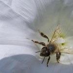 Рослини-медоноси, які вибирають бджоли, падевий мед