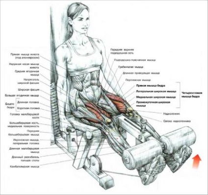 Розгинання ніг в тренажері сидячи техніка виконання