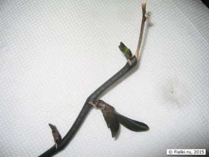 Розмноження фаленопсиса - вирощування діток на зрізаному цветоносе, фіалки (сенполії)