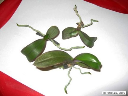 Розмноження фаленопсиса - вирощування діток на зрізаному цветоносе, фіалки (сенполії)