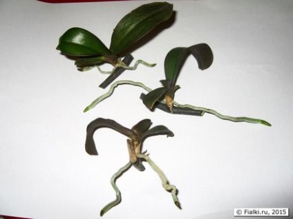 Phalaenopsis tenyésztés - növekvő gyerekek a vágott virág szára, ibolya (Saintpaulia)