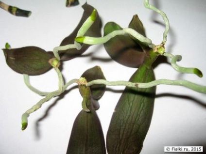 Reproducerea phalaenopsis - creșterea copiilor pe tulpină de flori tăiate, violete (senpolia)