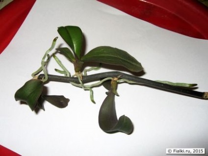 Phalaenopsis tenyésztés - növekvő gyerekek a vágott virág szára, ibolya (Saintpaulia)