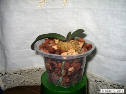 Reproducerea phalaenopsis - creșterea copiilor pe tulpină de flori tăiate, violete (senpolia)